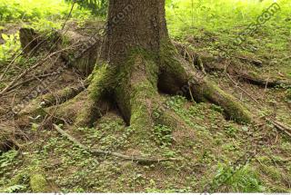 Photo Textures of Forest